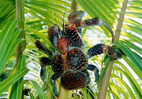 Facts: The Coconut Crab (Robber Crab)In the .